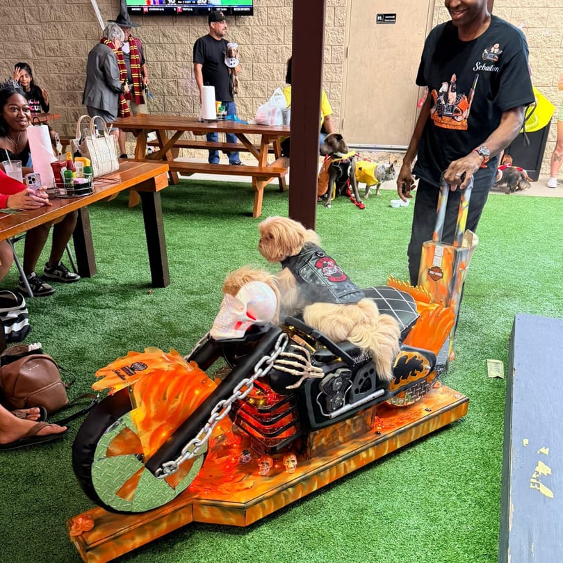 A small dog in a leather jacket sits on a Halloween-themed motorcycle prop at Wolfies Sports Bar.